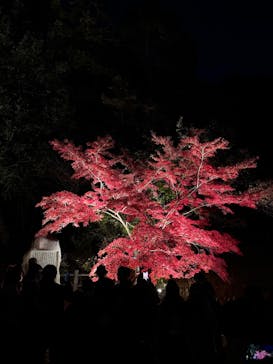 名古屋市東山動植物園に投稿された画像（2025/11/22）