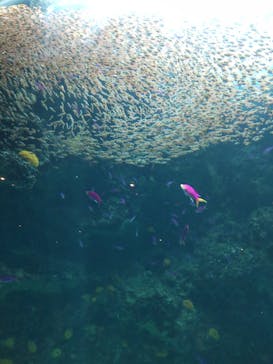 環境水族館アクアマリンふくしまに投稿された画像（2025/11/22）