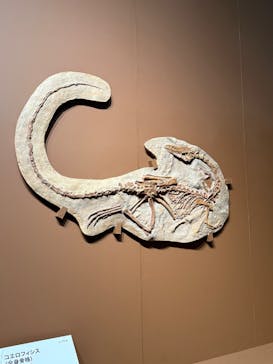 特別展「大絶滅展―生命史のビッグファイブ」に投稿された画像（2025/11/22）