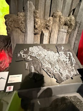 特別展「大絶滅展―生命史のビッグファイブ」に投稿された画像（2025/11/22）