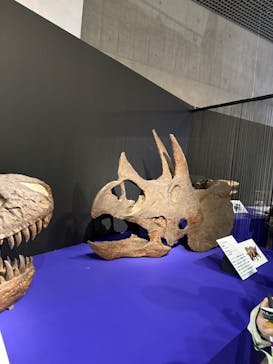 特別展「大絶滅展―生命史のビッグファイブ」に投稿された画像（2025/11/22）