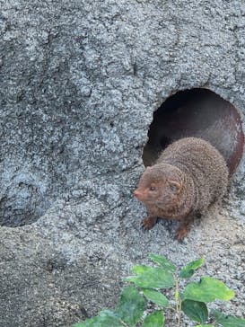 天王寺動物園に投稿された画像（2025/11/22）