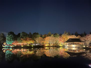 国営昭和記念公園 秋の夜散歩に投稿された画像（2025/11/22）