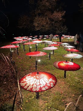 国営昭和記念公園 秋の夜散歩に投稿された画像（2025/11/22）