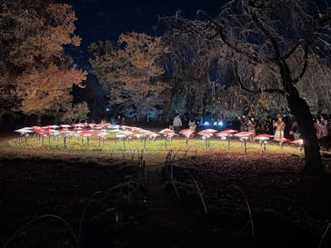 国営昭和記念公園 秋の夜散歩に投稿された画像（2025/11/22）