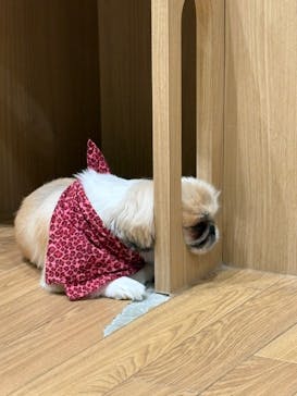 いぬカフェRio 仙台店に投稿された画像（2025/11/22）