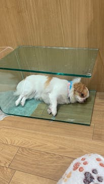 いぬカフェRio 仙台店に投稿された画像（2025/11/22）