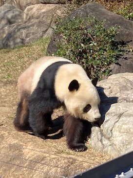 恩賜上野動物園に投稿された画像（2025/11/22）