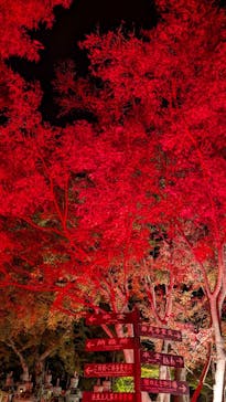 勝尾寺に投稿された画像（2025/11/22）