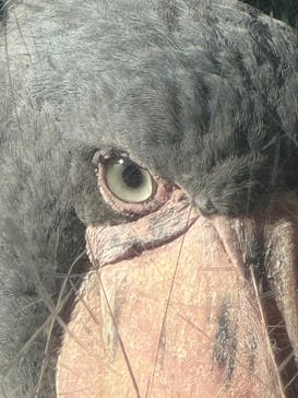 恩賜上野動物園に投稿された画像（2025/11/22）