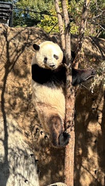 恩賜上野動物園に投稿された画像（2025/11/22）