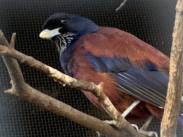 恩賜上野動物園に投稿された画像（2025/11/22）