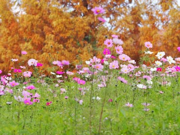 滋賀農業公園ブルーメの丘に投稿された画像（2025/11/22）