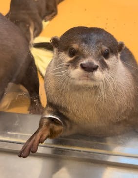 カワウソカフェ®️HARRY浅草店に投稿された画像（2025/11/22）