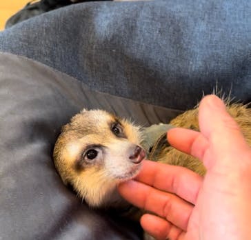 カワウソカフェ®️HARRY浅草店に投稿された画像（2025/11/22）