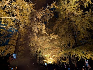 国営昭和記念公園 秋の夜散歩に投稿された画像（2025/11/22）