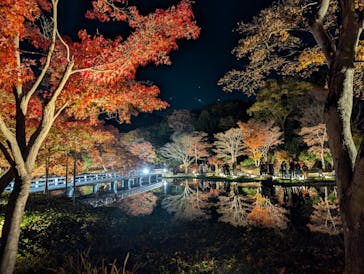 国営昭和記念公園 秋の夜散歩に投稿された画像（2025/11/22）