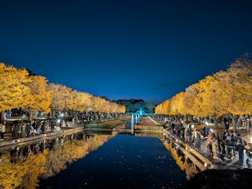 国営昭和記念公園 秋の夜散歩に投稿された画像（2025/11/22）