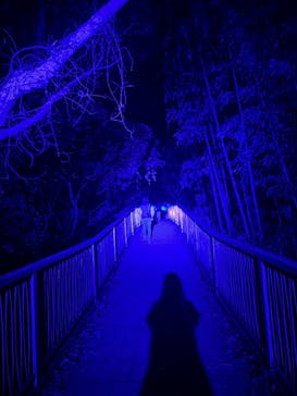 ニジゲンノモリに投稿された画像（2025/11/22）