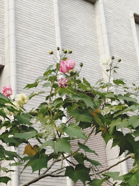 東京国立博物館に投稿された画像（2025/11/22）