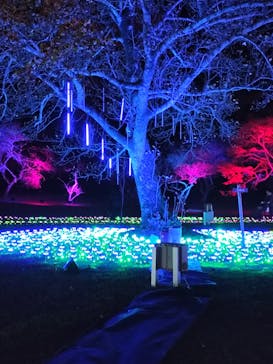 つま恋イルミネーションに投稿された画像（2025/11/22）