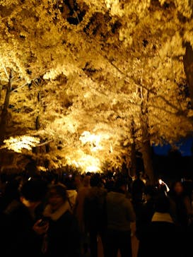 国営昭和記念公園 秋の夜散歩に投稿された画像（2025/11/22）