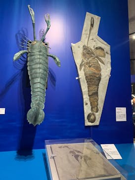 特別展「大絶滅展―生命史のビッグファイブ」に投稿された画像（2025/11/22）