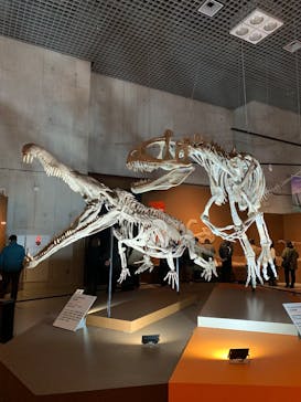 特別展「大絶滅展―生命史のビッグファイブ」に投稿された画像（2025/11/22）