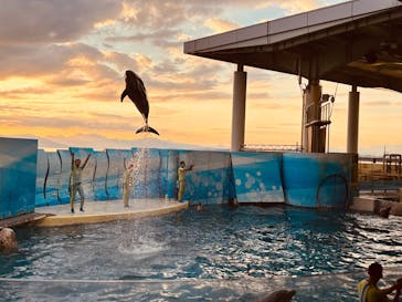 新江ノ島水族館に投稿された画像（2025/11/22）