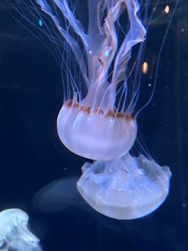 新江ノ島水族館に投稿された画像（2025/11/22）