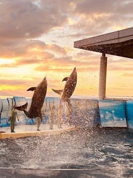 新江ノ島水族館に投稿された画像（2025/11/22）