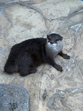 大分マリーンパレス水族館 「うみたまご」に投稿された画像（2025/11/22）