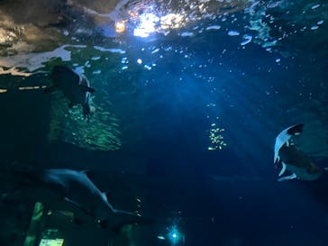 アクアワールド茨城県大洗水族館に投稿された画像（2025/11/23）