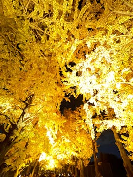 国営昭和記念公園 秋の夜散歩に投稿された画像（2025/11/23）