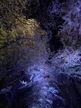 国営昭和記念公園 秋の夜散歩に投稿された画像（2025/11/23）