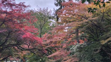 新宿御苑に投稿された画像（2025/11/23）
