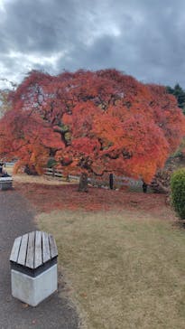 新宿御苑に投稿された画像（2025/11/23）