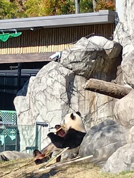 恩賜上野動物園に投稿された画像（2025/11/23）