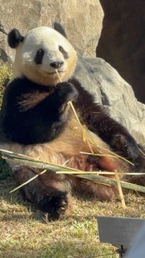 恩賜上野動物園に投稿された画像（2025/11/23）