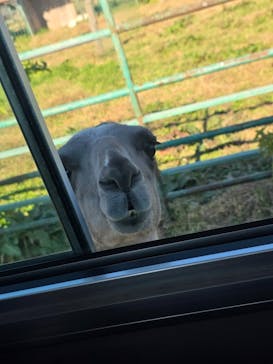 岩手サファリパークに投稿された画像（2025/11/23）