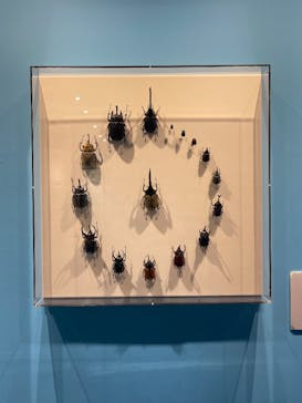 特別展「昆虫MANIAC」（名古屋会場）に投稿された画像（2025/11/23）