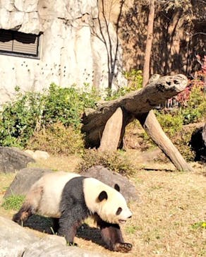 恩賜上野動物園に投稿された画像（2025/11/23）