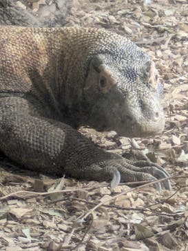 名古屋市東山動植物園に投稿された画像（2025/11/23）