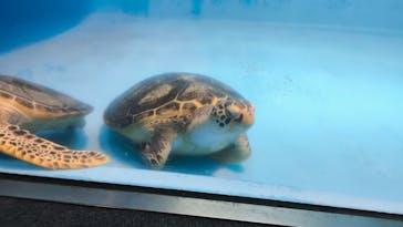 のとじま水族館に投稿された画像（2025/11/23）