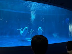 島根県立 しまね海洋館に投稿された画像（2025/11/23）