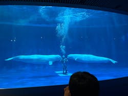 島根県立 しまね海洋館に投稿された画像（2025/11/23）