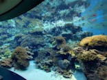 沖縄美ら海水族館に投稿された画像（2025/11/23）