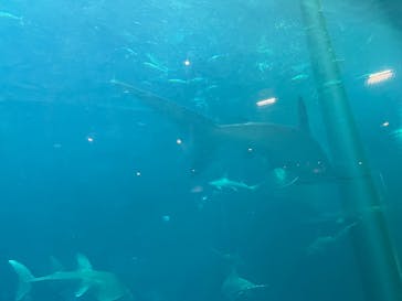 葛西臨海水族園に投稿された画像（2025/11/23）