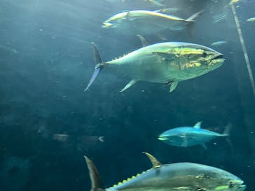 葛西臨海水族園に投稿された画像（2025/11/23）