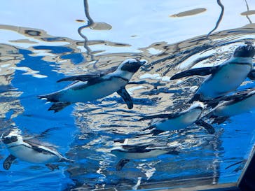 サンシャイン水族館に投稿された画像（2025/11/23）